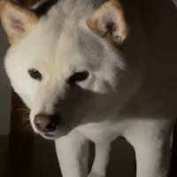 こちらをじっと見つめる犬