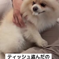 悪そうな顔のポポちゃん