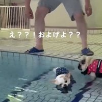 流される犬を見つめる犬