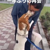 ぐいぐい迫る犬