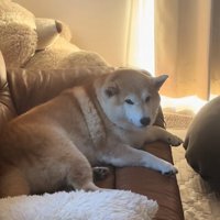 ひとりになったるるちゃん