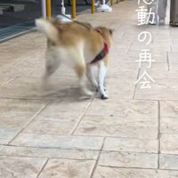 早く行きたい柴犬