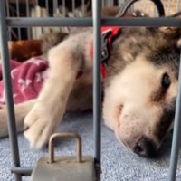 横になる犬