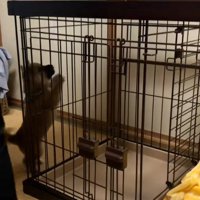 立ち上がってご飯を見る福ちゃん