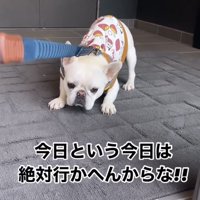 拒否の姿勢で伏せる犬