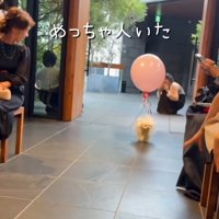式場に入場する犬