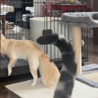 猫と入れ替わりケージに入る犬