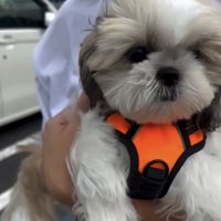 抱っこされる犬1