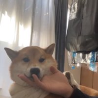 部屋で横になりながら男性にアゴの下を撫でられる柴犬
