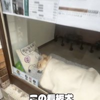 寝ている…