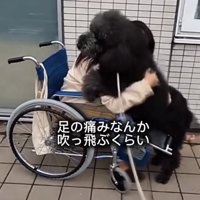 車椅子の女性に寄り添う犬