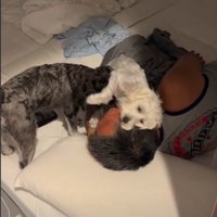 顔に乗る犬1