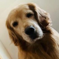 飼い主さんを心配する愛犬たち3