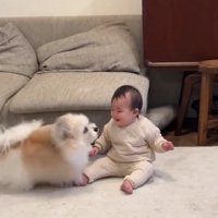 子守をする小太郎くん