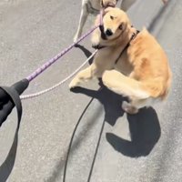 リードをくわえるラブラドール