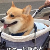 笑顔のジノくん1