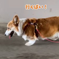 軽快に歩くはなちゃん