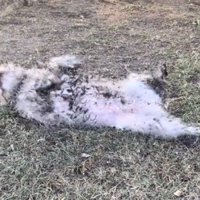 寝転がって、泥まみれになった体を芝生にこすりつける犬