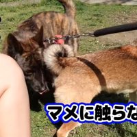 人のそばで柴犬をかばうような犬
