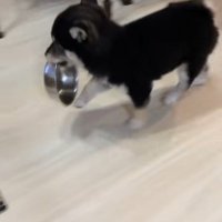 「ごはん、まだ？はやくぅ～」