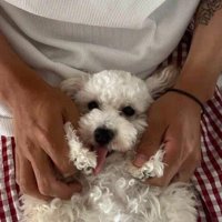 男性に抱えられて舌を出す犬