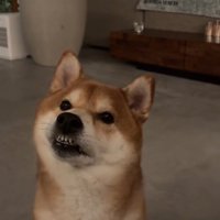 飼い主が話している姿を首をかしげながら聞く犬