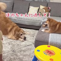 「それはほのちゃんのだよ！」