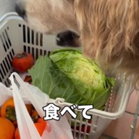 野菜大好きなレアちゃんでした