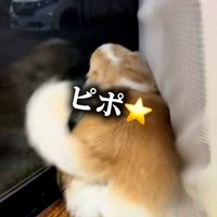 声が出てしまうチワワさん