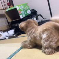 懲りずに遊びに誘うイヴちゃん