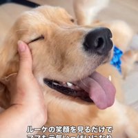幸せそうな大型犬