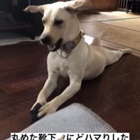 靴下を押さえて伏せる犬