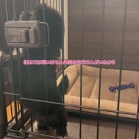 ケージの中で立ち上がる犬