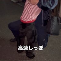 高速で揺れる黒い犬のしっぽ