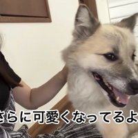 笑顔を見せる犬