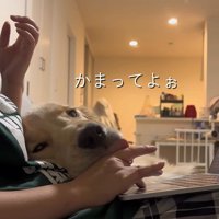 お仕事中の飼い主さんに甘える麹くん⑩