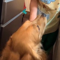 飼い主を見上げる犬