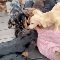 女の子の顔を舐める犬