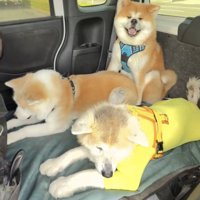 3頭でくつろぐ犬たち