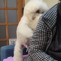 肩に寄りかかる犬
