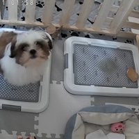 カメラを見るこた君
