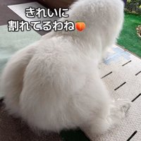 やっぱり桃尻♡