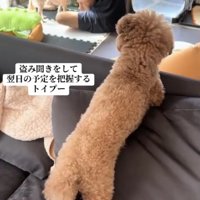 ソファの向こうで話すパパと犬