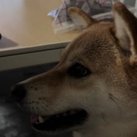 気合いを入れて再チャレンジ