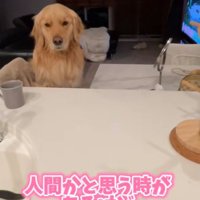 人間に見えてしまうほど…