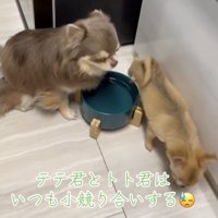 水飲み皿のそばから歩き出す犬