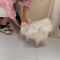 撫でてもらう犬