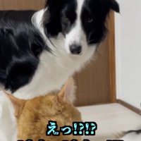 モモさん「なんでそうなる！？」