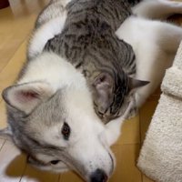 愛が止まらないサンちゃん