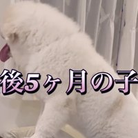 モッフモフのチャックくん